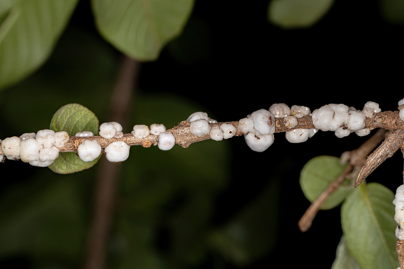 Soft Wax Scale (Ceroplastes destructor)