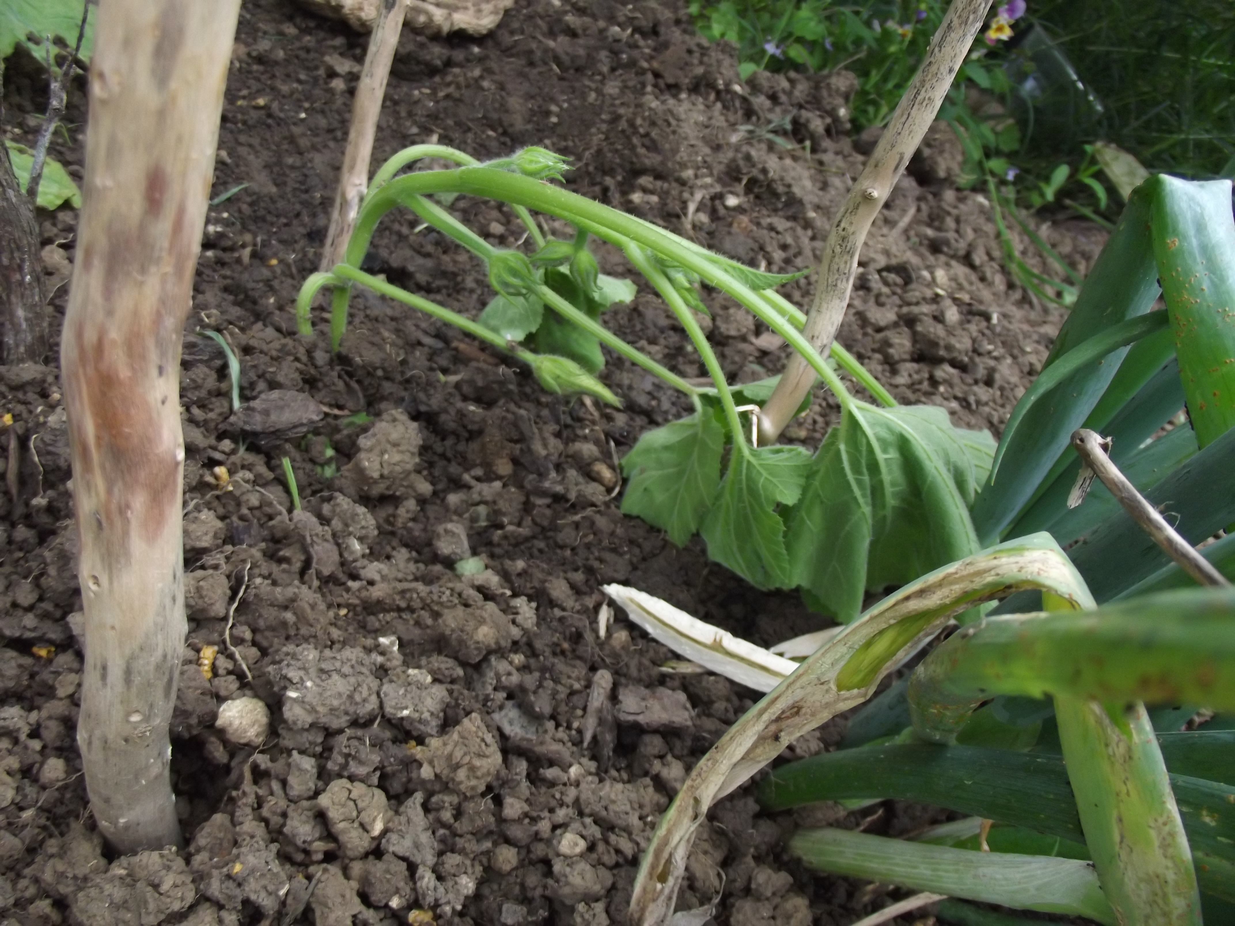 Transplant Shock ... my bad!