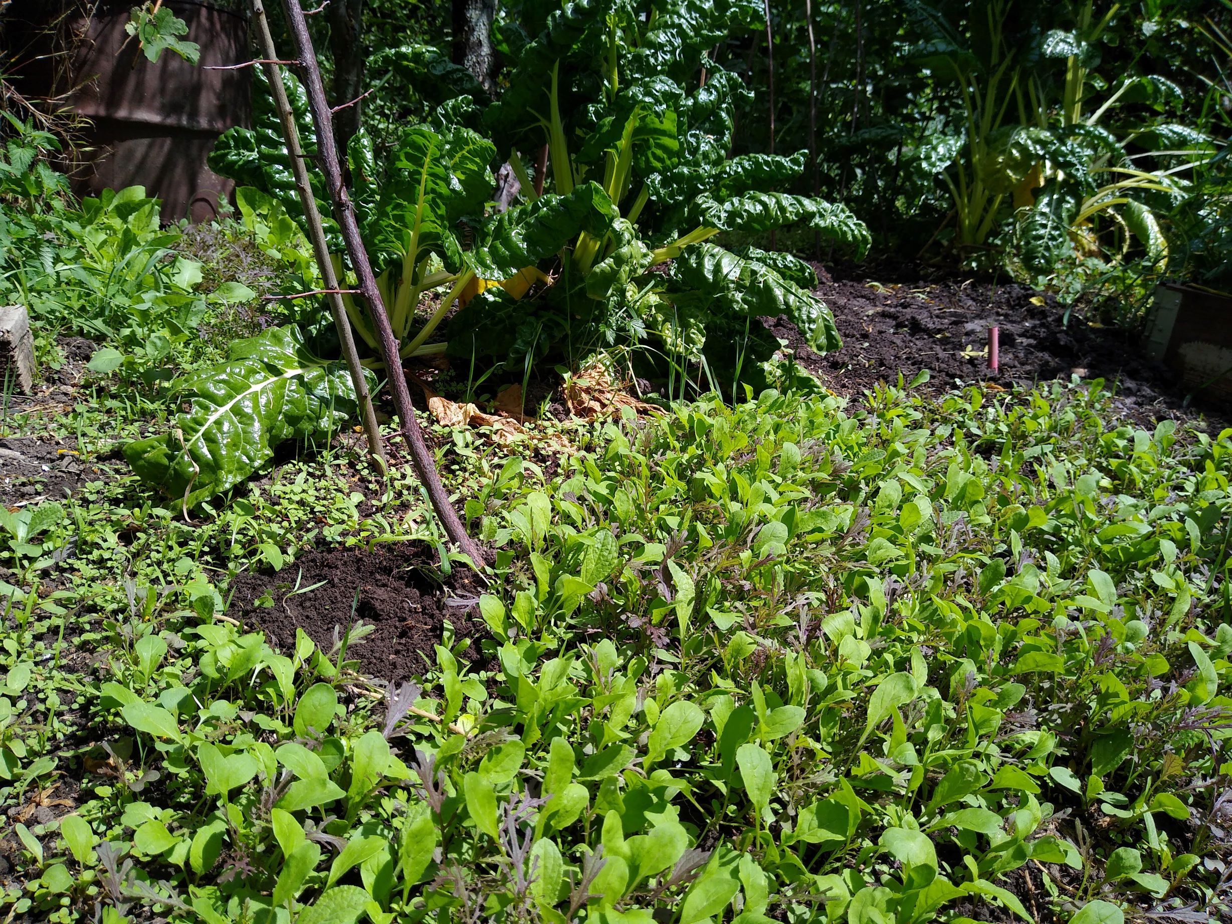 Beating weeds at their own game