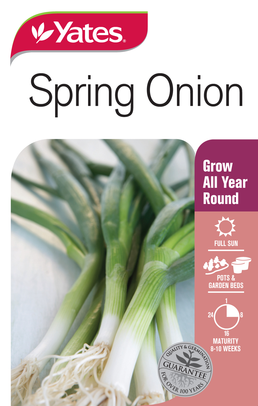 Spring Onion 