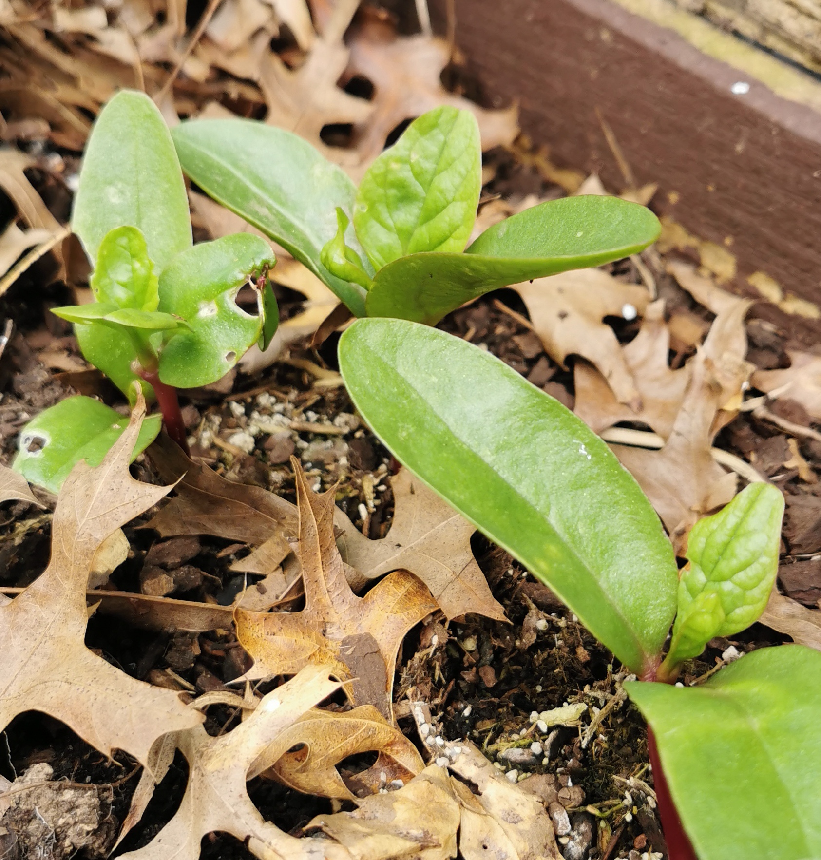 Malabar Spinach from a friend. 