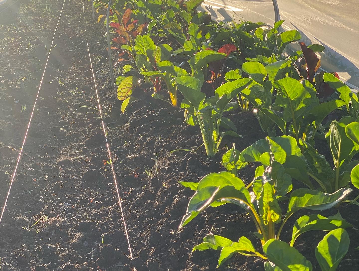 Making hay while the sun shines 