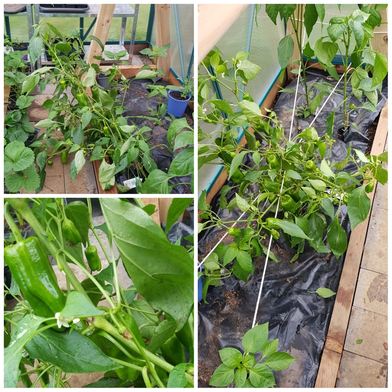 Not a Bad Problem to Have