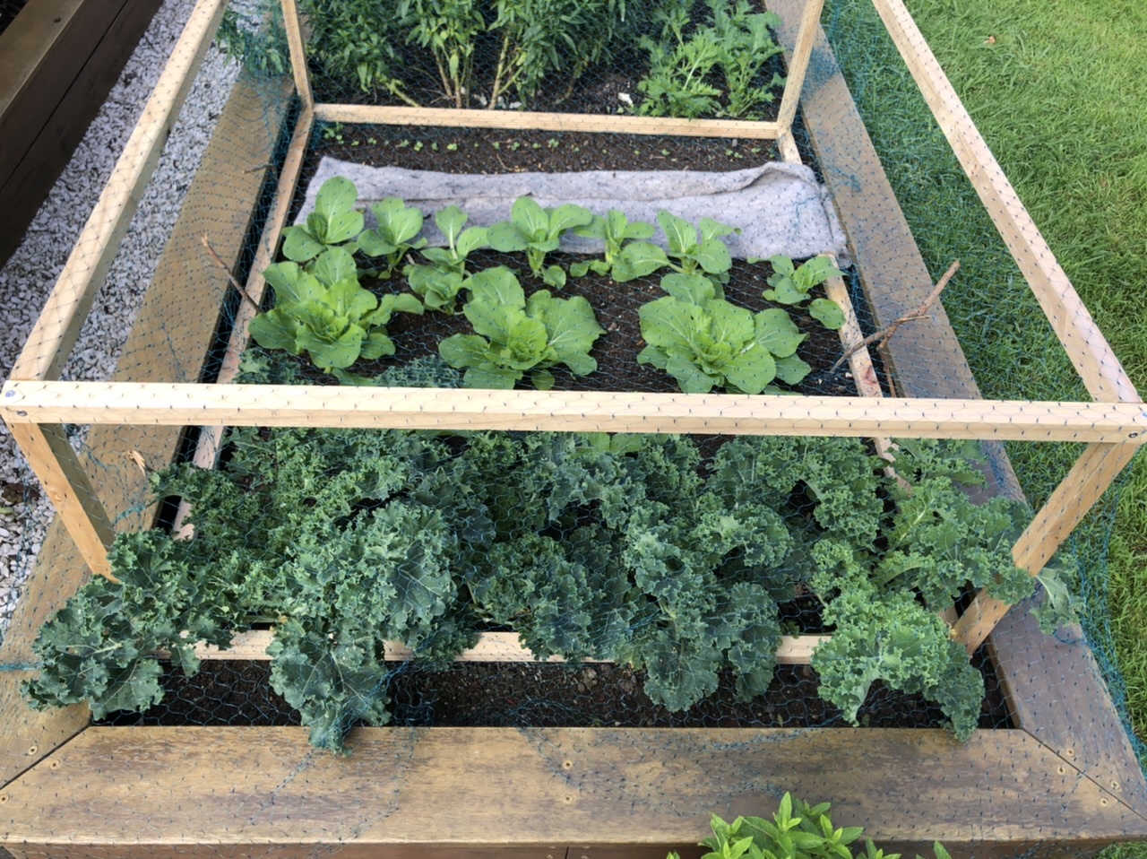 Attack of the birds! And aphids, whiteflies and caterpillars…