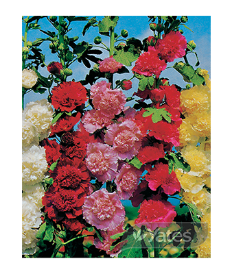 Hollyhock Double Elegance Product
