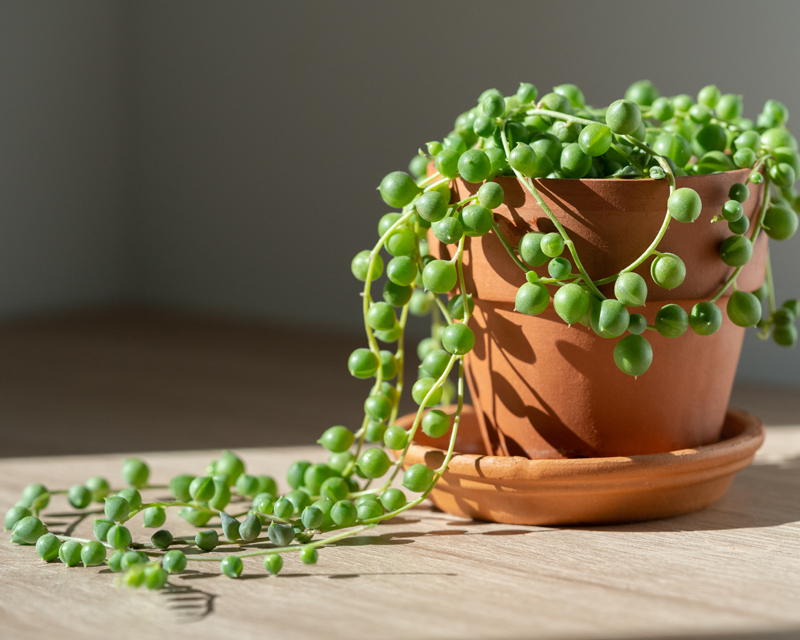 String of Pearls