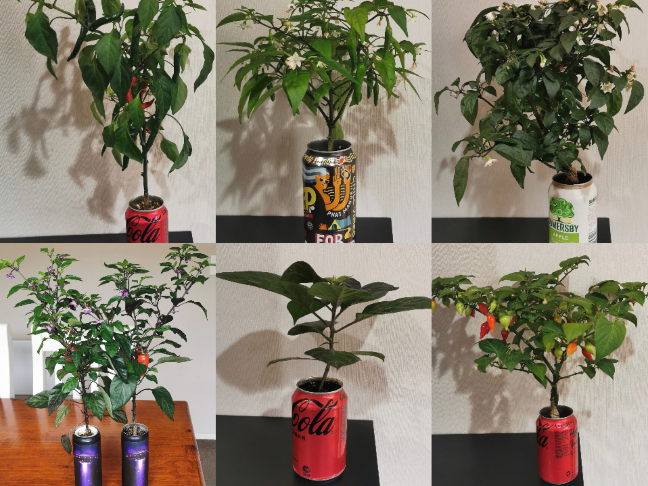 Peppers can be small. 