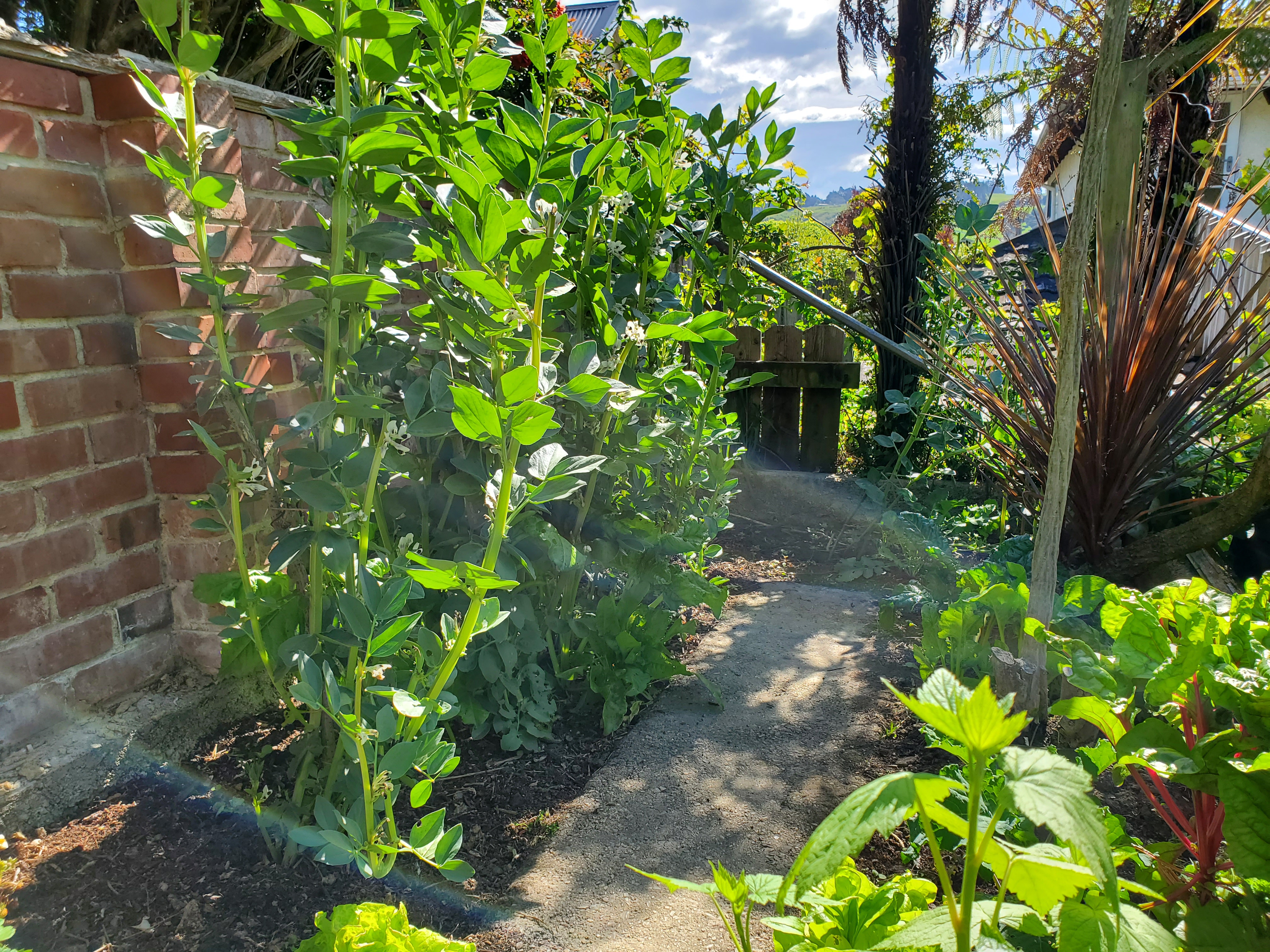 Now, where do I plant my tomatoes?