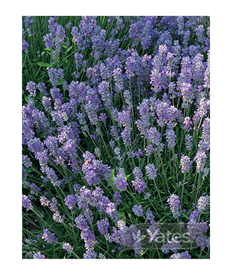 Lavender Munstead Dwarf Product