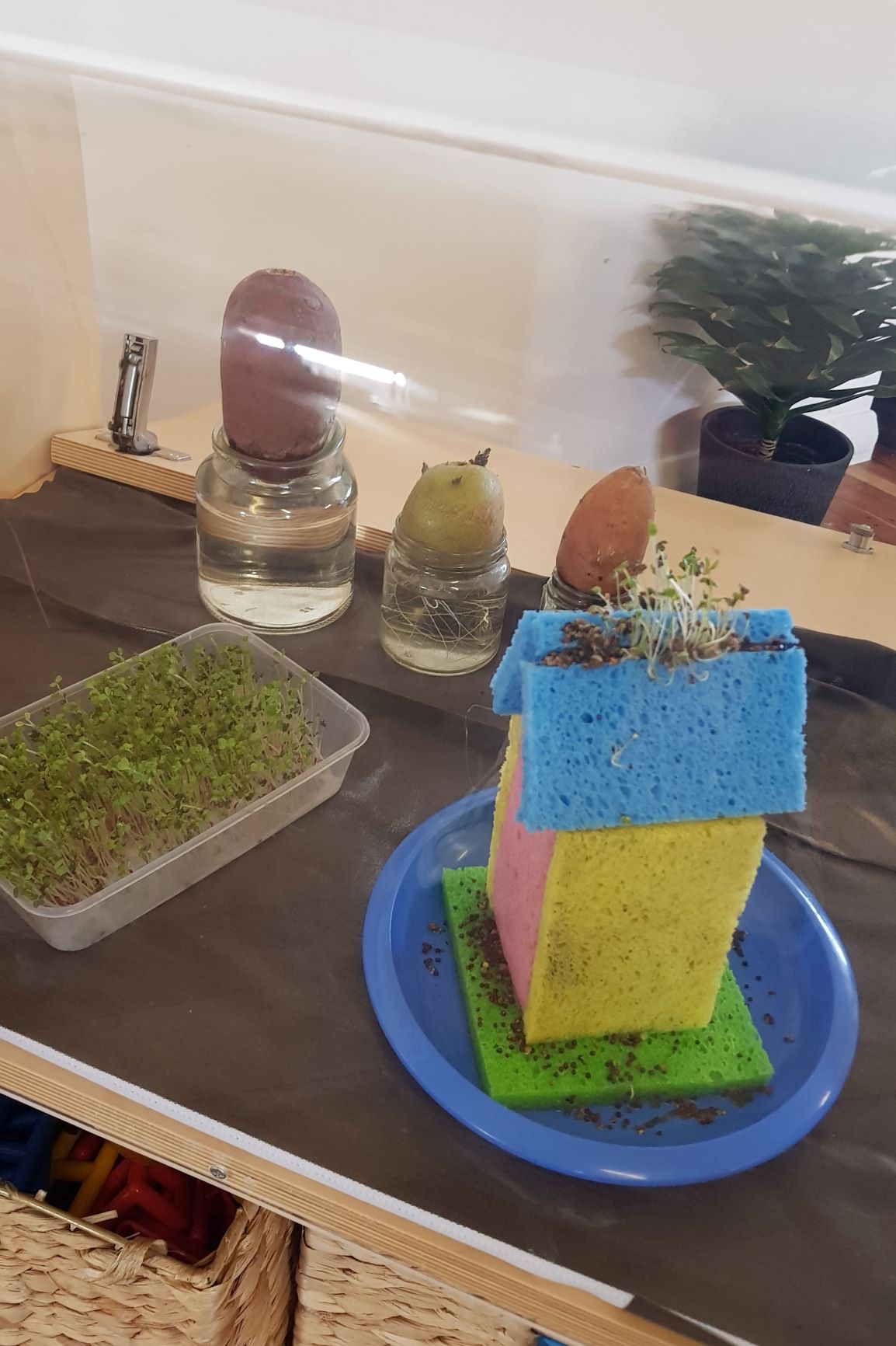 Experimenting with Seeds