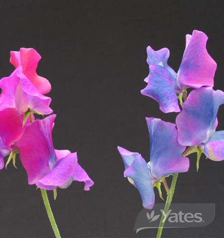 Sweet Pea Flowers Blue Reflections Product