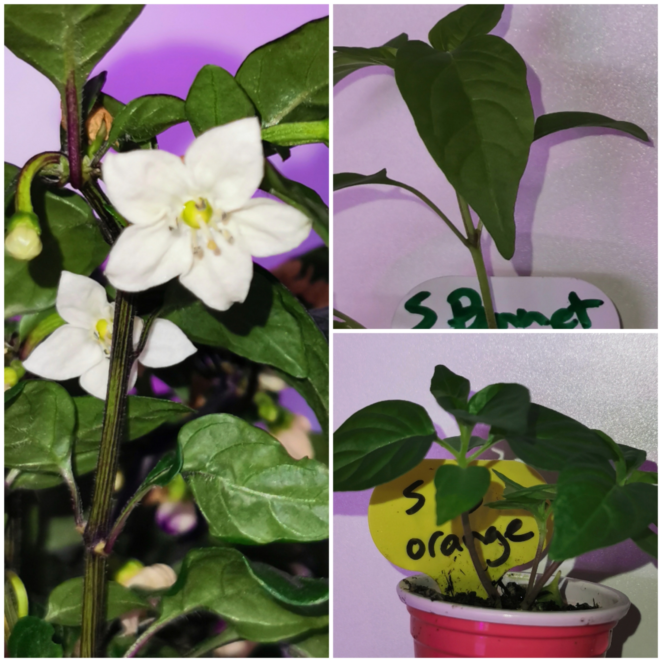 The Caribbean Adventures! 