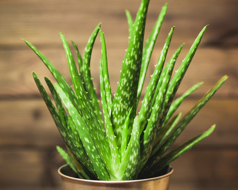 Aloe Vera