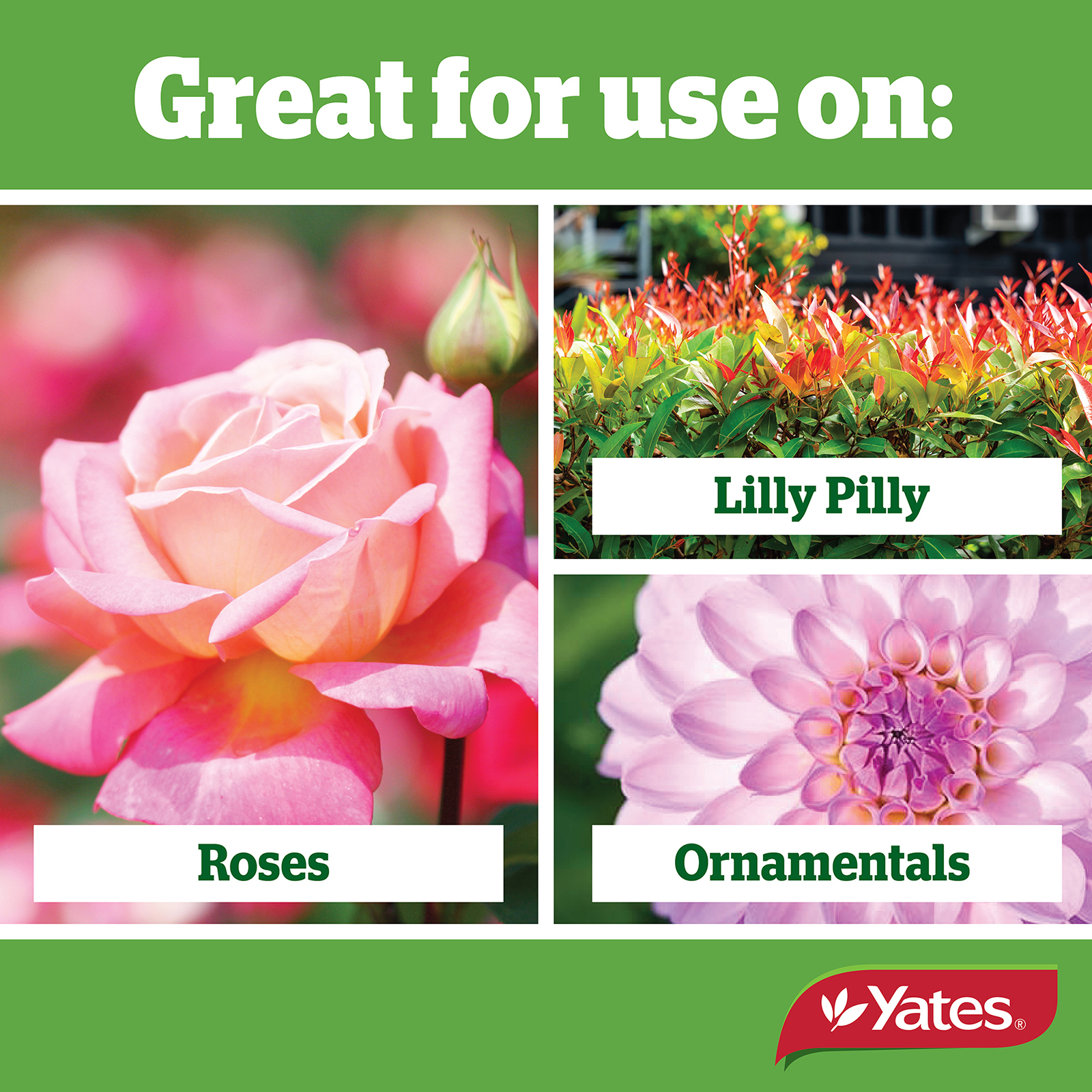 Yates Web Info BUG OIL 03