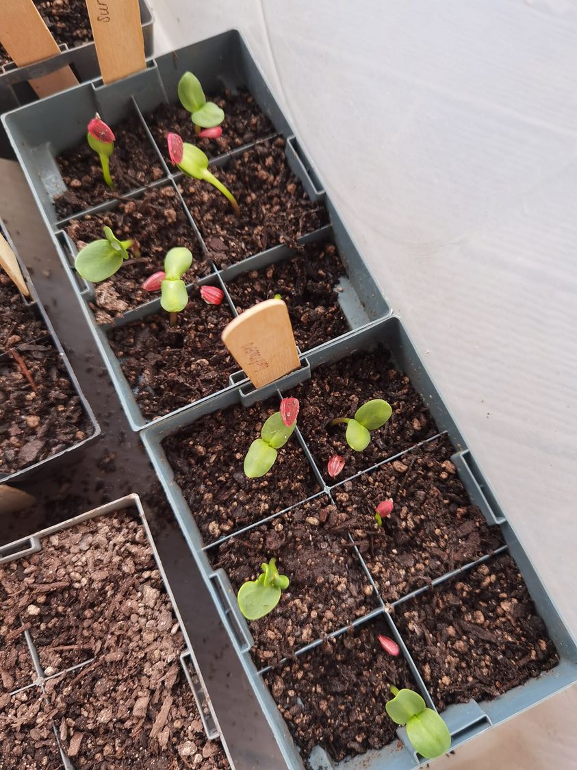 Sunflowers and Seed Sowing