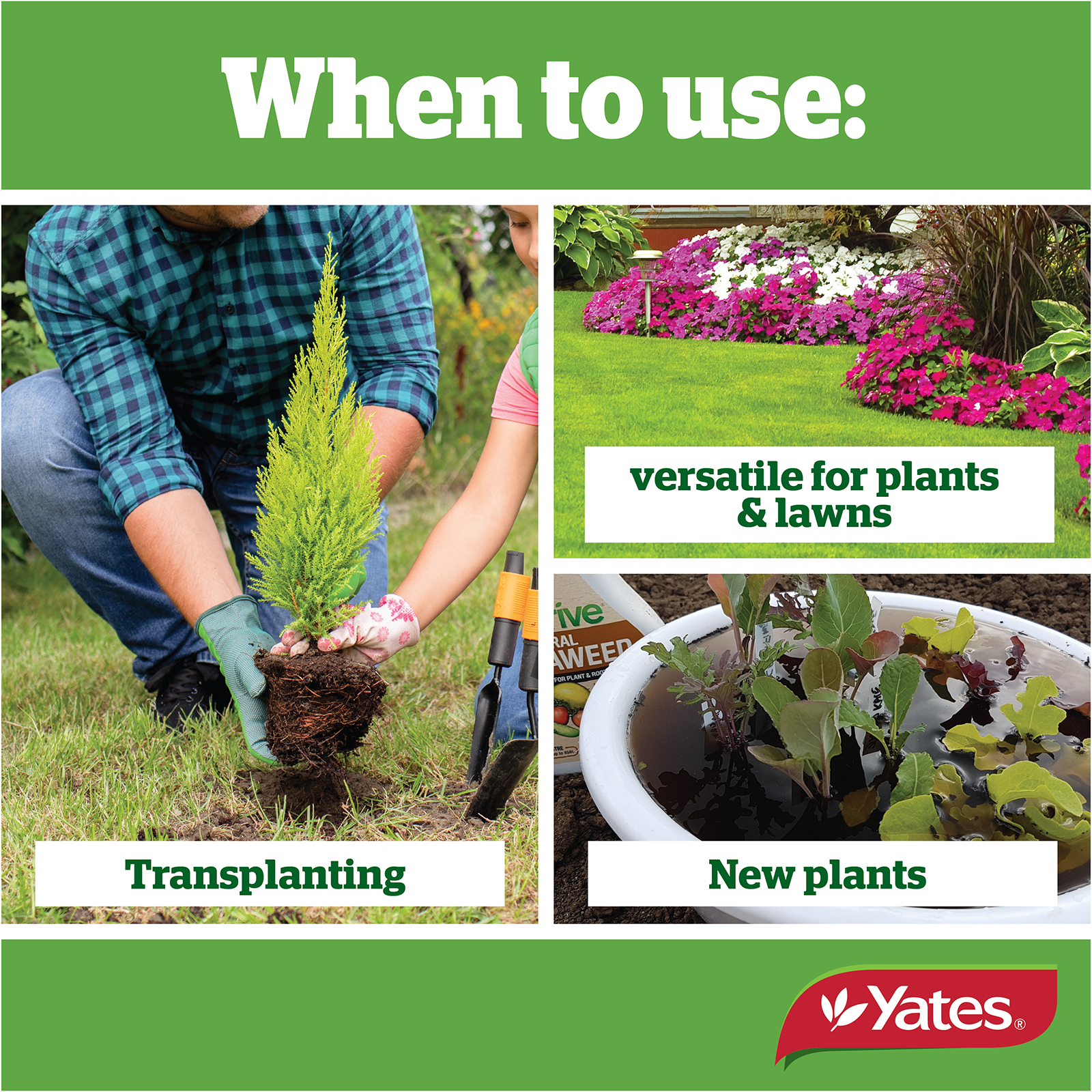 Fish Seaweed Tonic V2 07