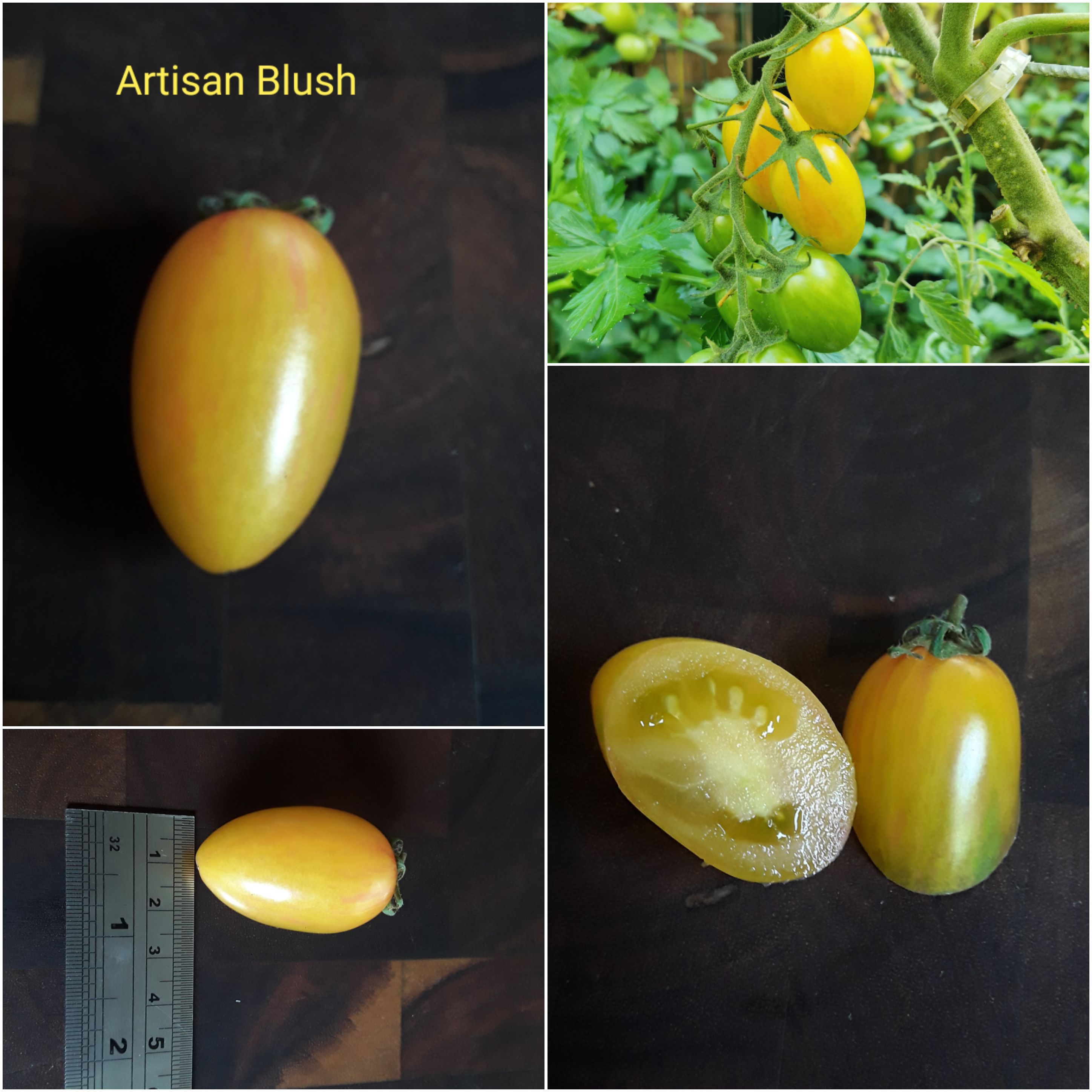 Artisan Blush, Final Blog.