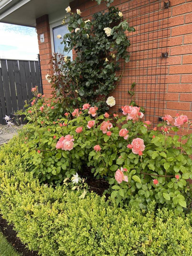 Stopping to smell the roses