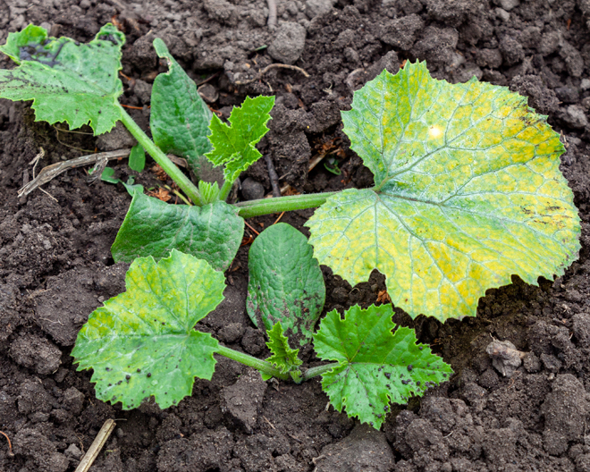 Plants Looking Sorry for Themselves?