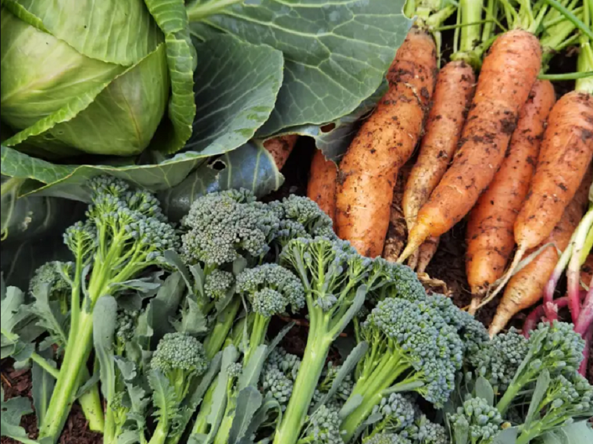 Vegie Growing Challenge