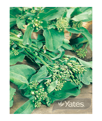 Chinese Broccoli Kailaan Product