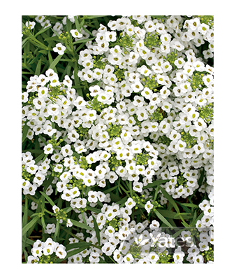 Alyssum Carpet Of Snow Product