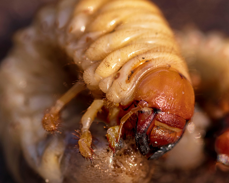 Mid-Spring Lawn Pests