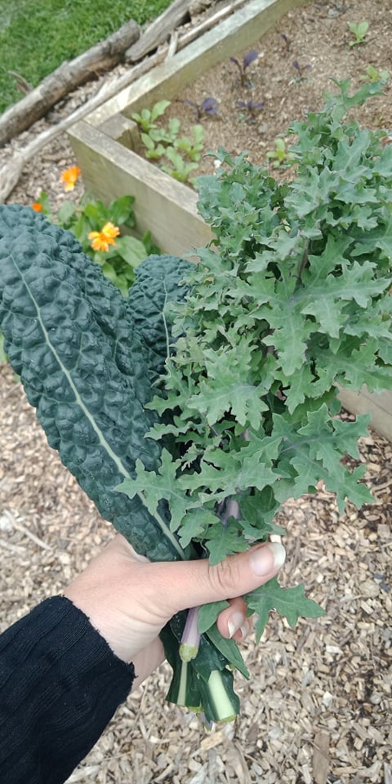 Bouquet of Kale for Dinner!