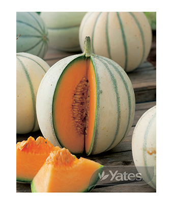 Rockmelon Hales Best Product
