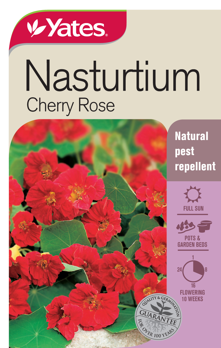Nasturtium 'Cherry Rose'