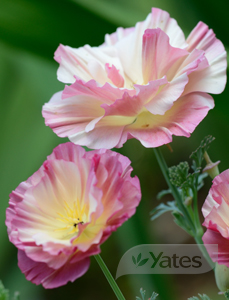 Cali Poppy Thai Silk Product Sub