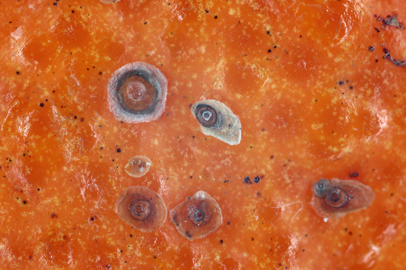 California Red Scale (Aonidiella aurantii) on a tangerine skin