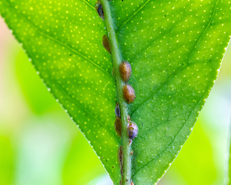 Hard scale insects on a leaf