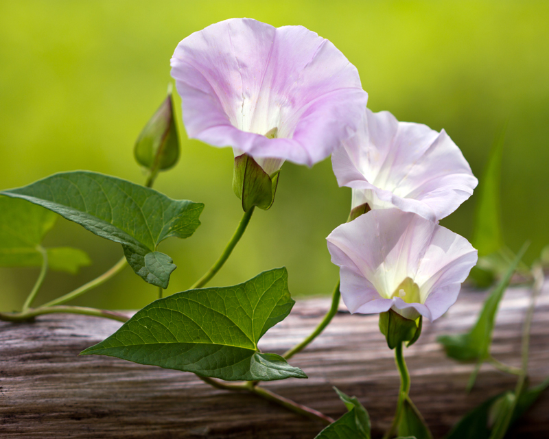 Bindweed/Convolvulus