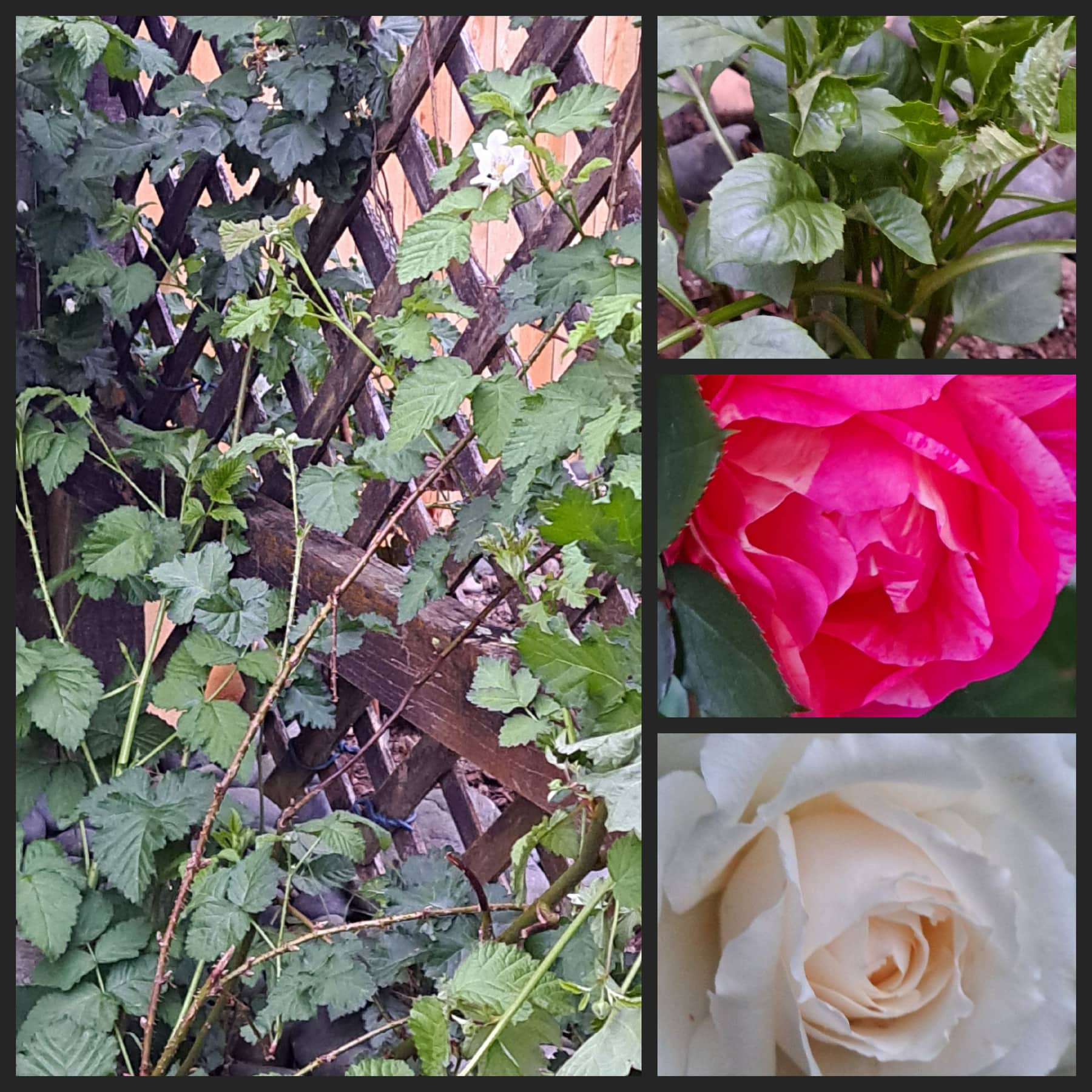 The Sweet Smell of Roses