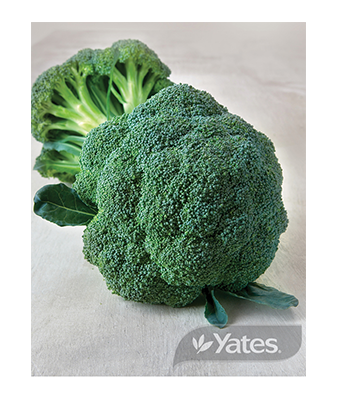 Broccoli Shogun Winter Harvest Product