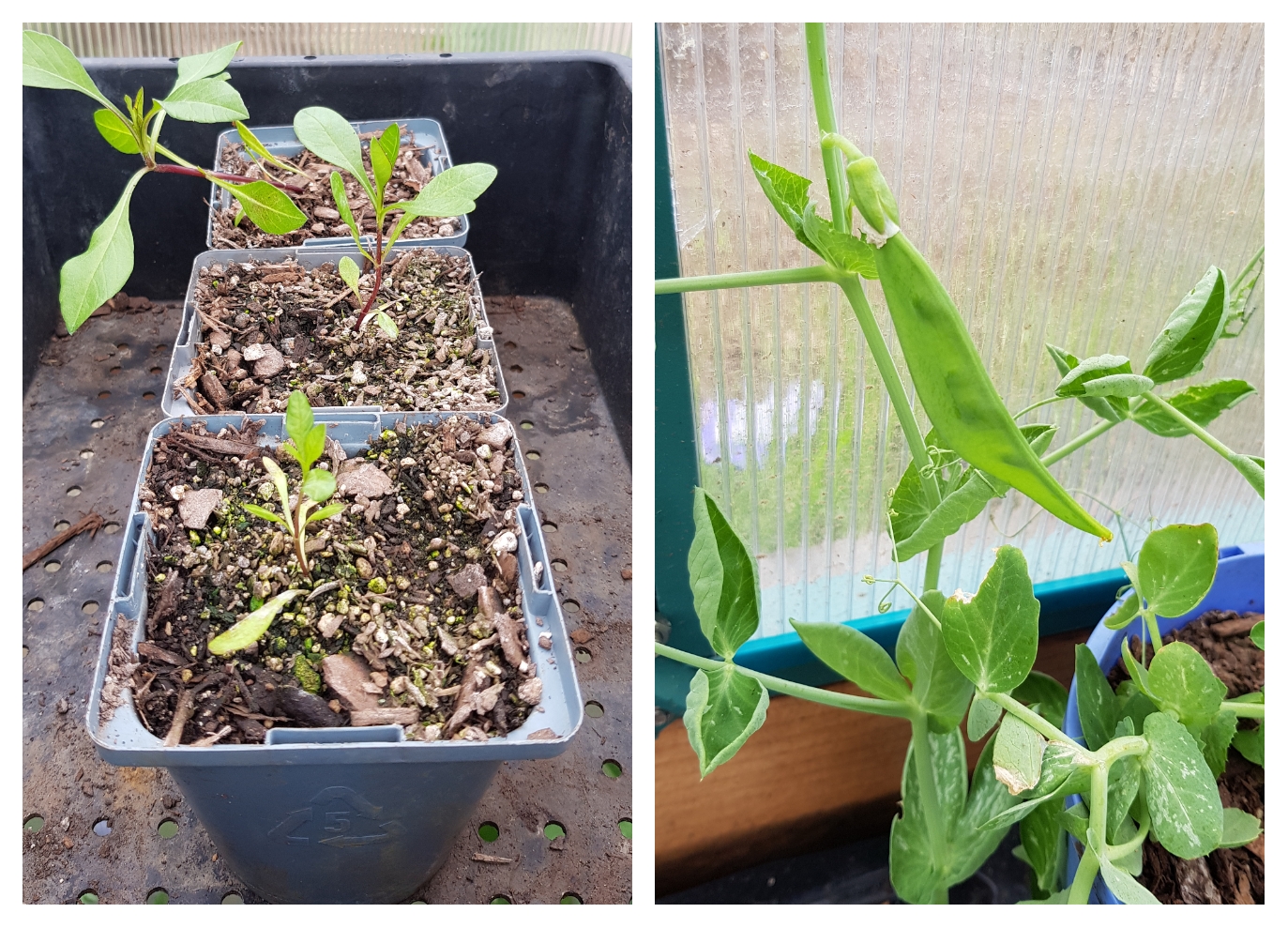 Mystery Pea & Chocolate Cosmos Update