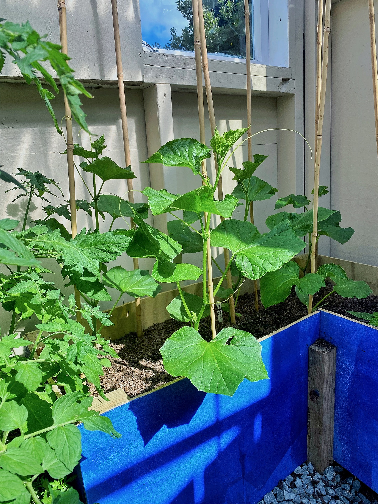 Cucumbers or Trifids?