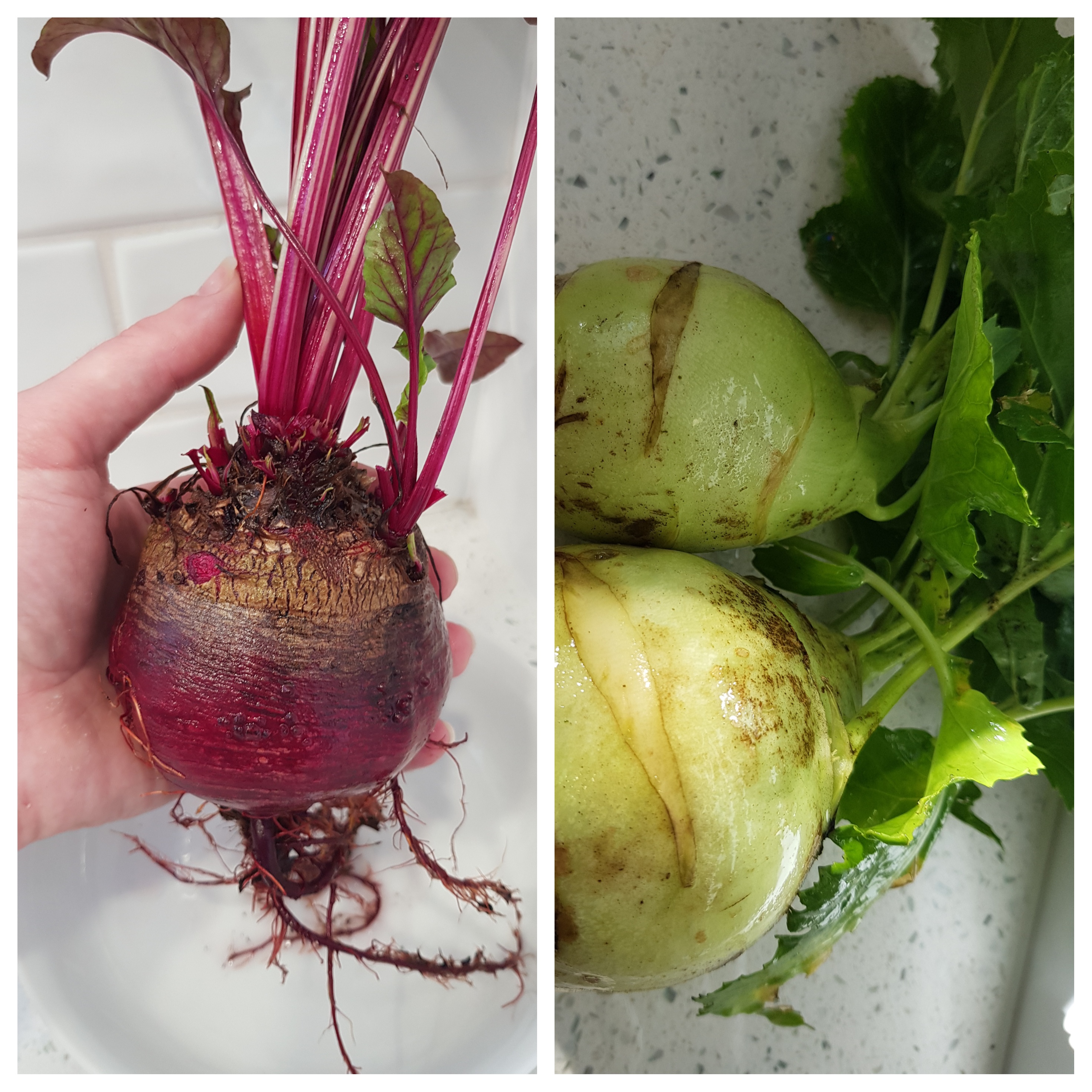 Big Betty and Kohlrabi