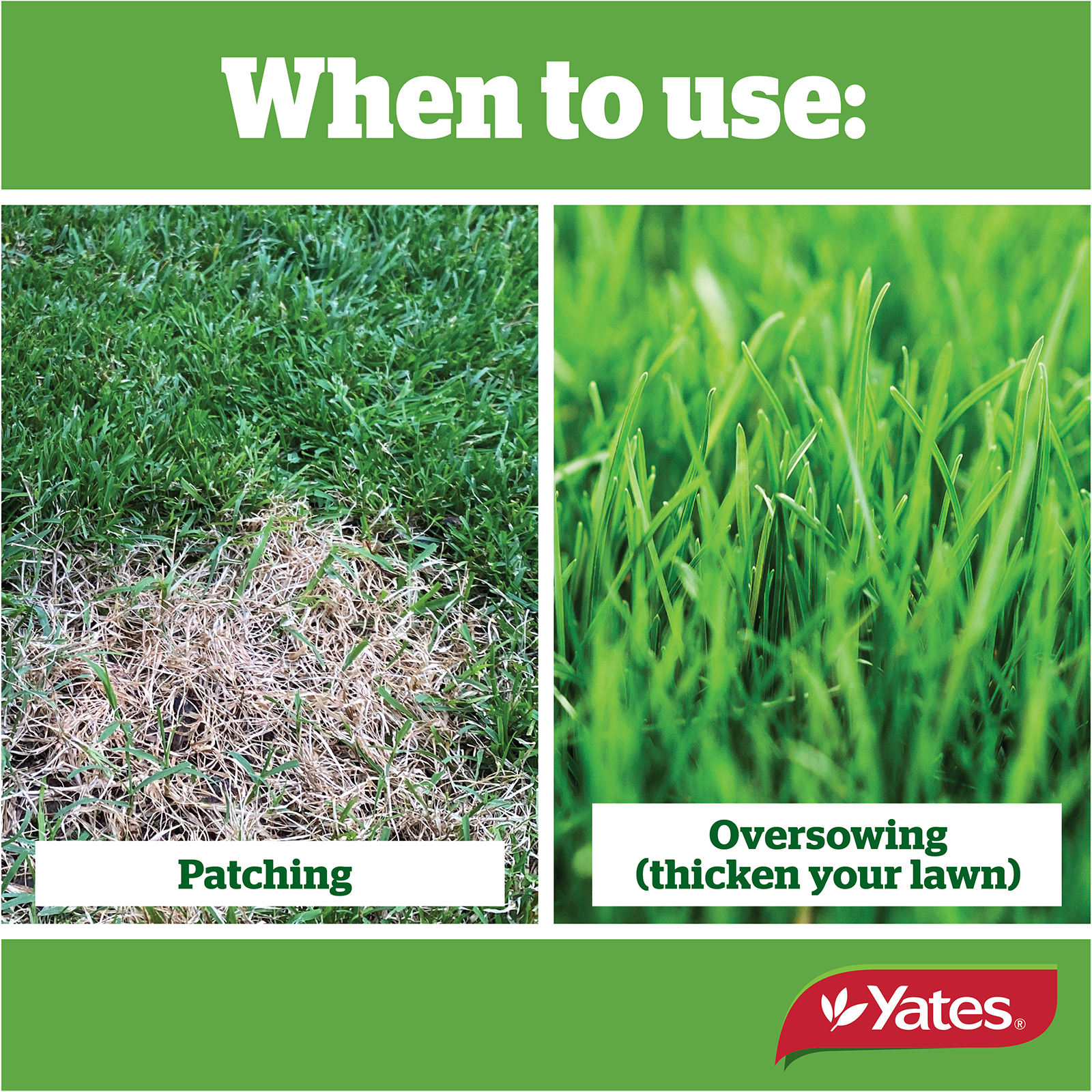 Yates Tall Fescue V2 05