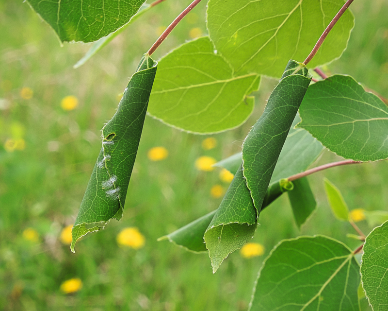 Leafroller Moths
