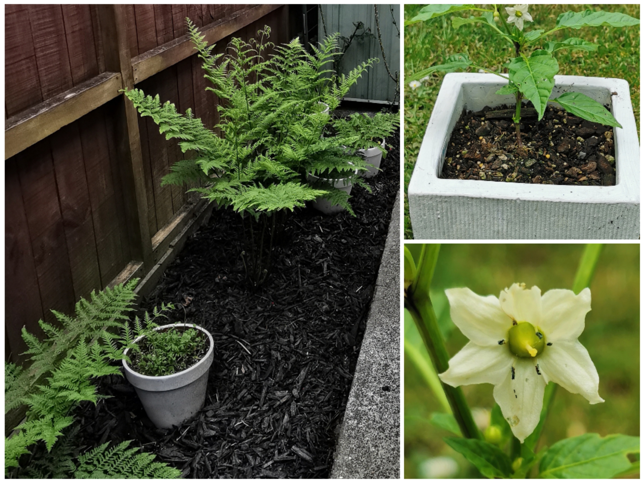 Ponky Pepper.... and space arrangements. 