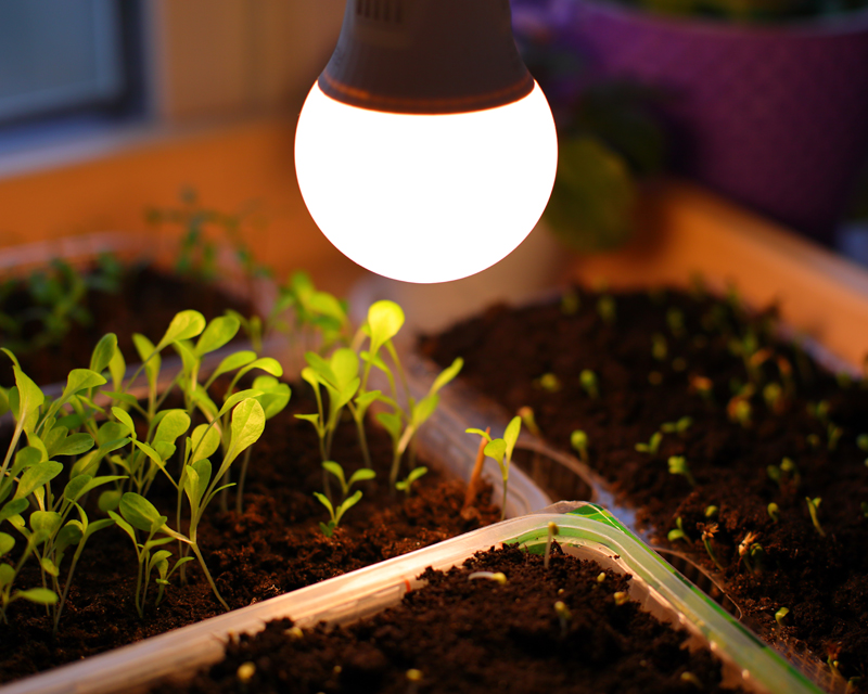 Led Bulb With Seedlings Thumb