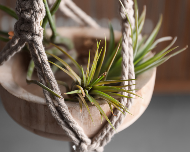 Air Plants