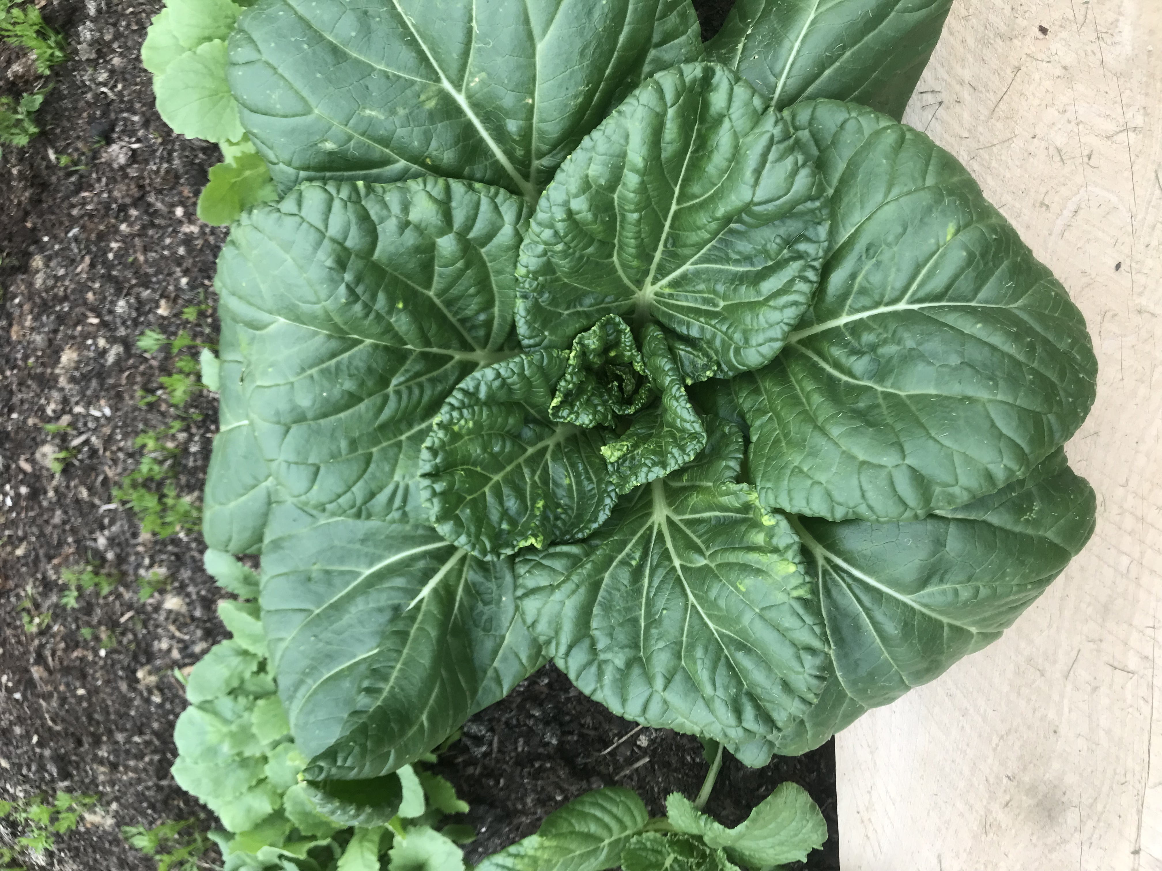 Busy planting weekend 