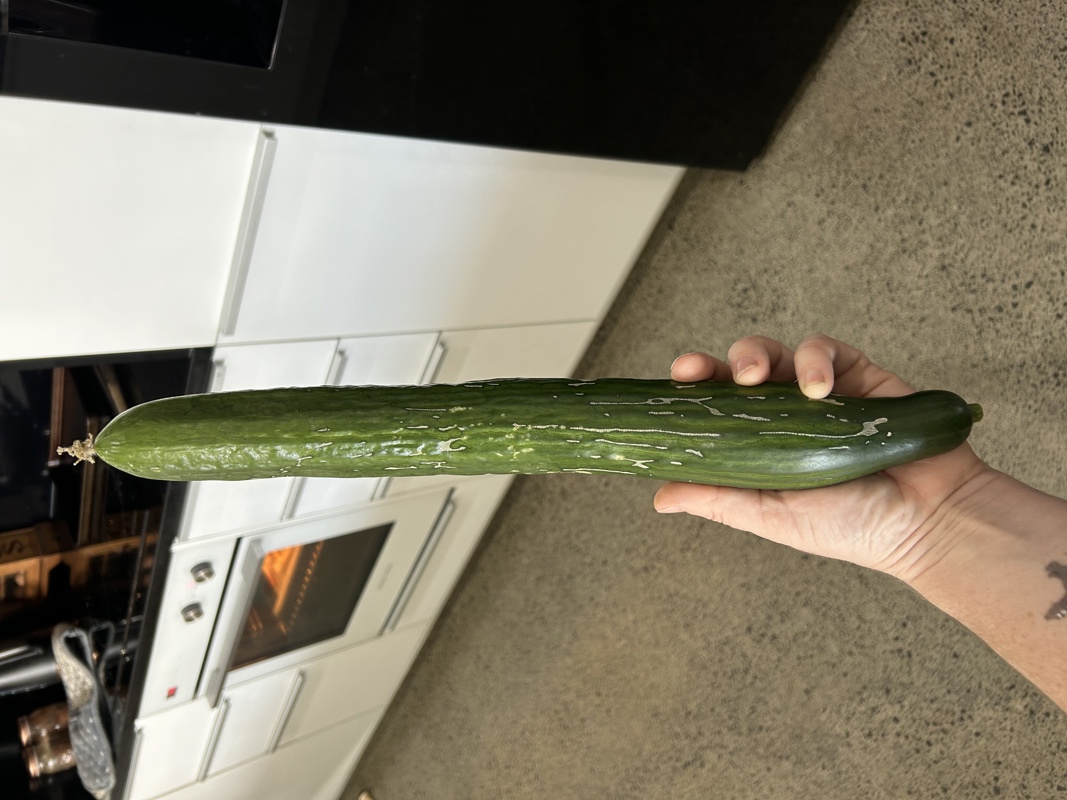 I grew a large cucumber 