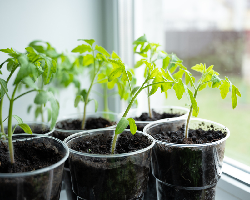Tomato Seedling 4 Thumb
