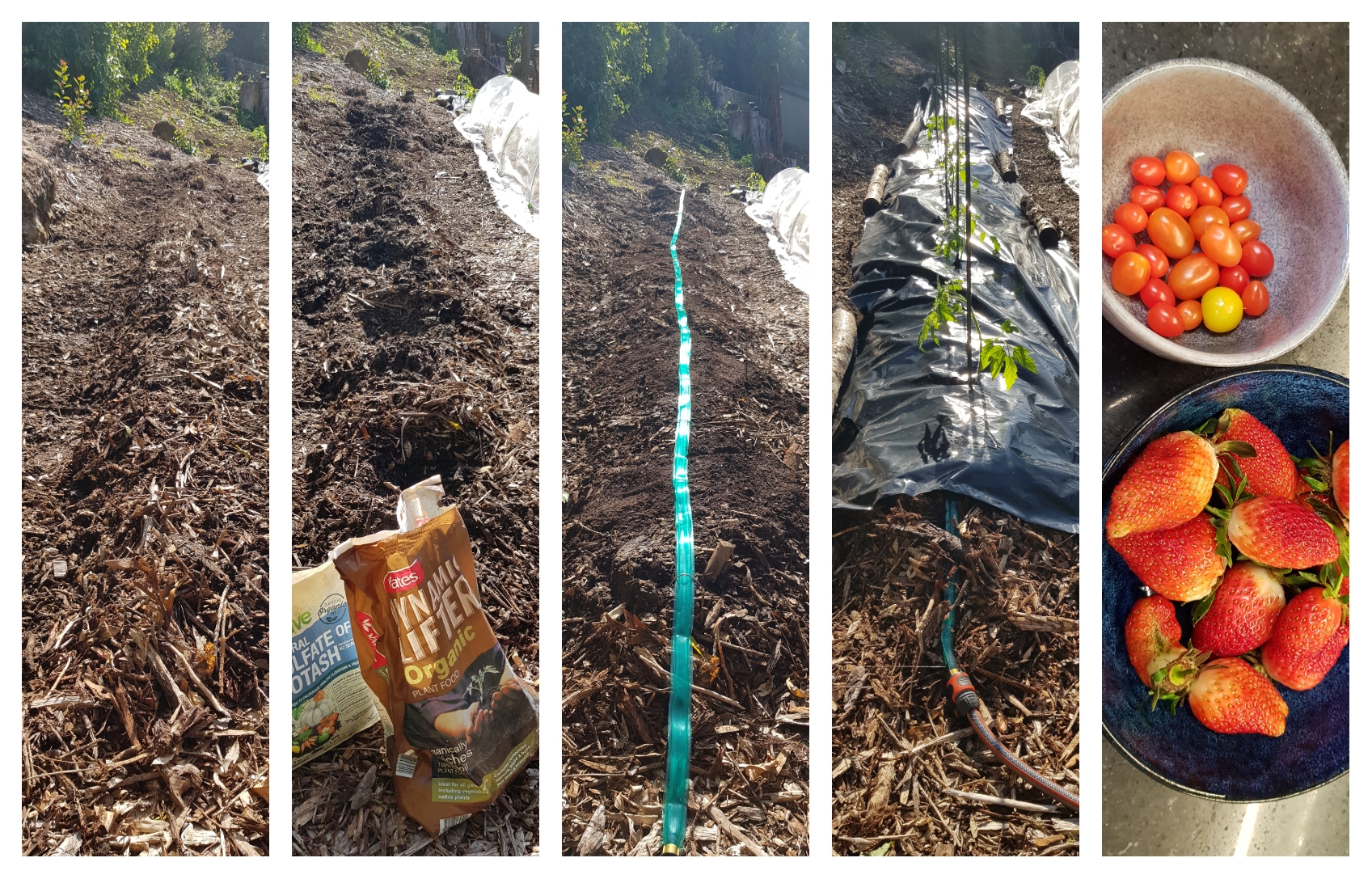 Plan 2 For The Tomatoes 