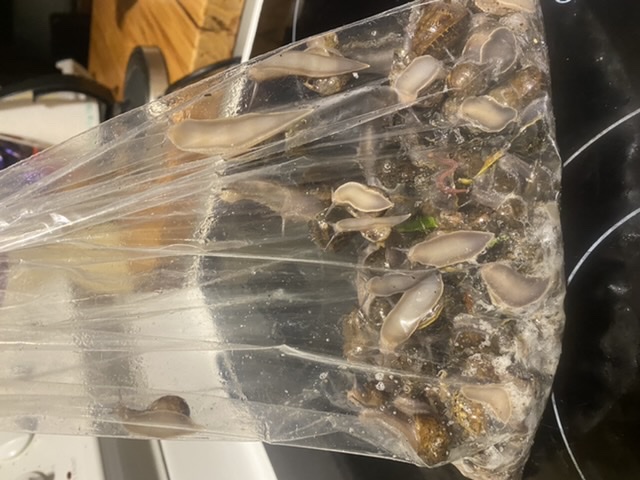 A hunting we shell go..