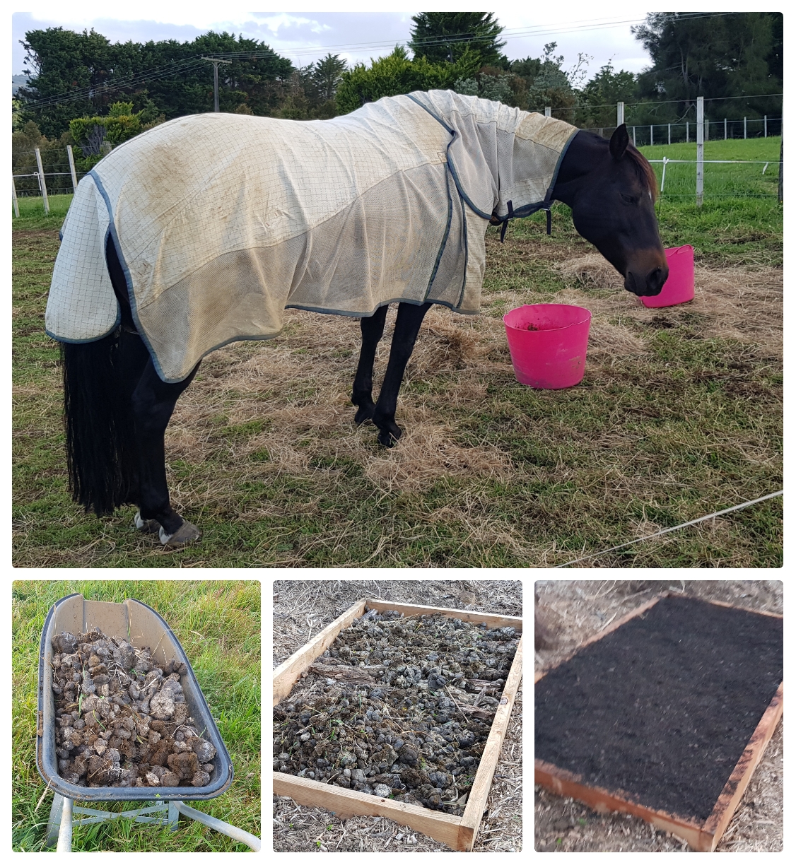 Plentiful Perfect Poo